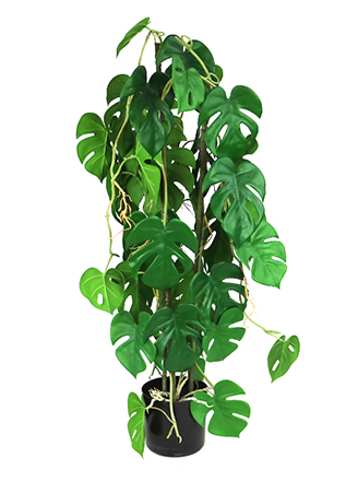 Medium Plants
