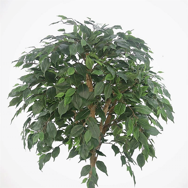 Faux Ficus Leaf