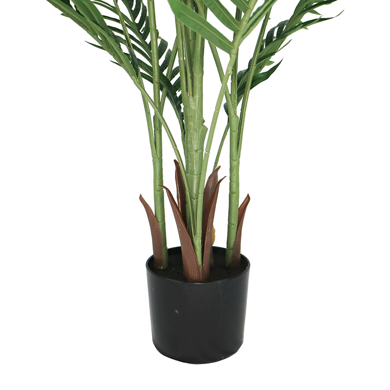 Areca Palm Tree
