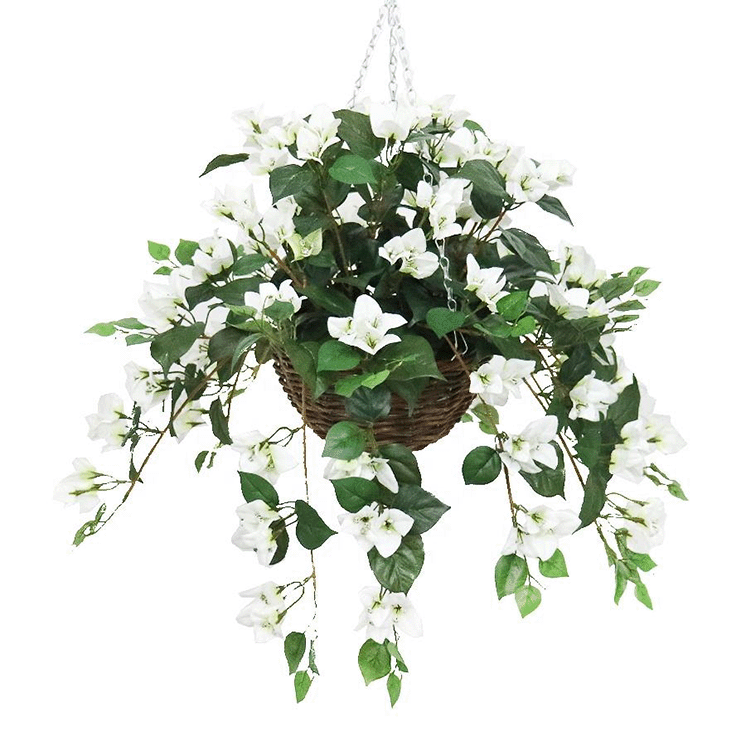 bougainvillea hanging basket