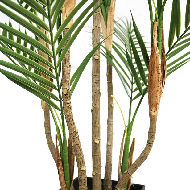 Palm Tree