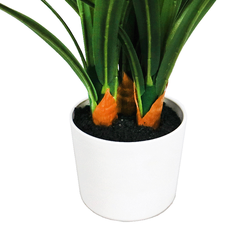 Daffodil Plant