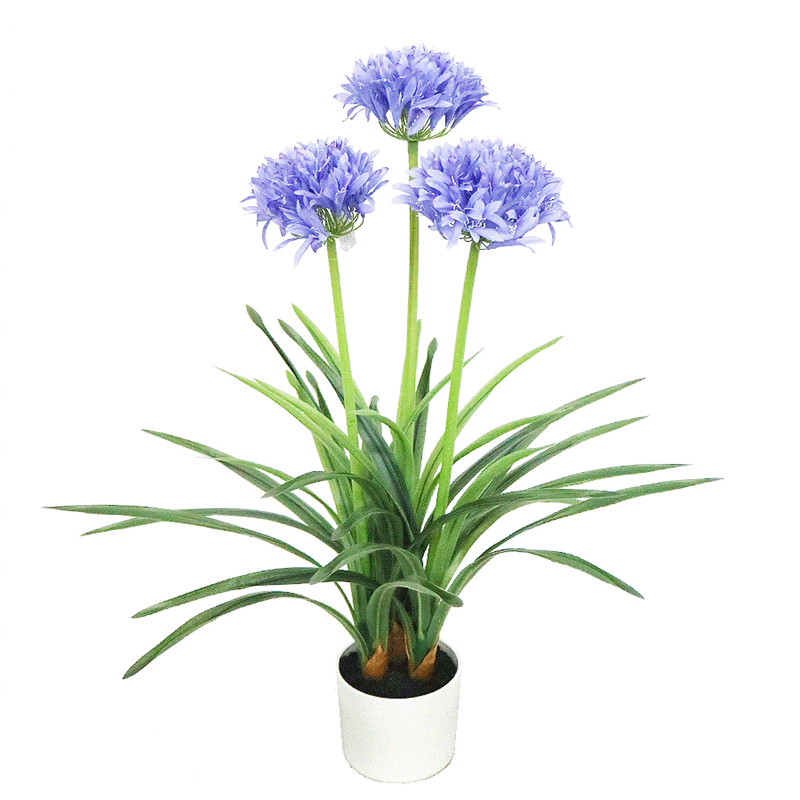 Decorative Daffodil Plant