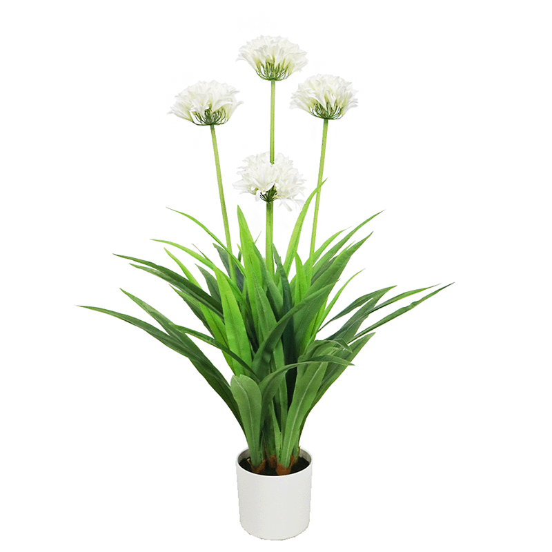 Indoor Daffodil Plant