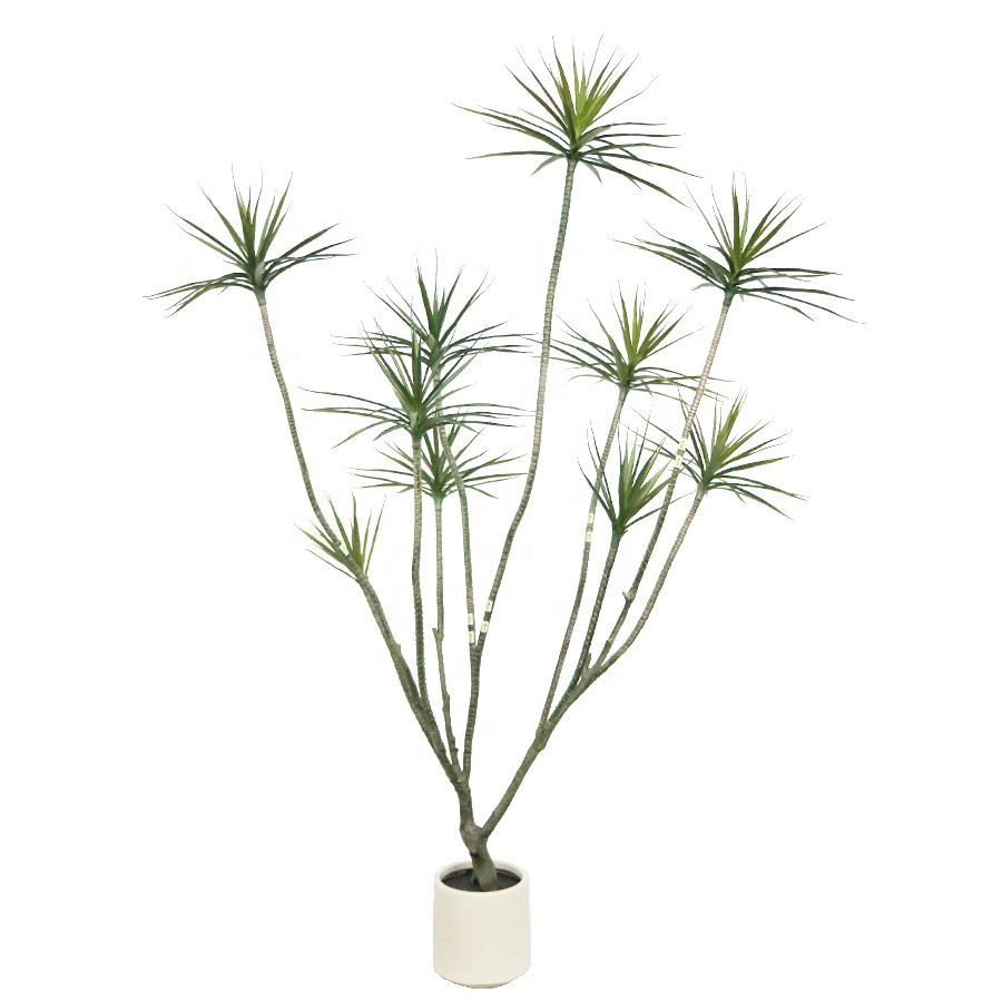 210cm Dracaena Tree