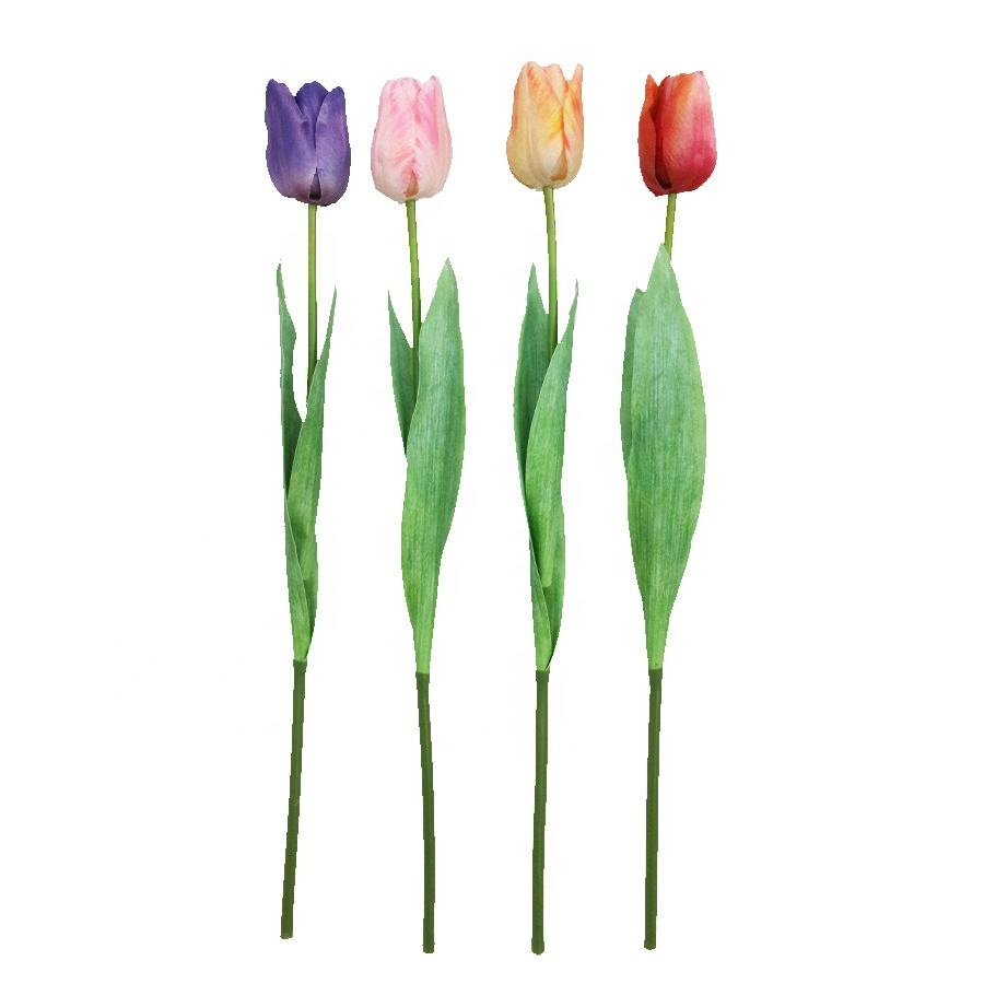 Holland Tulip Flower Stem