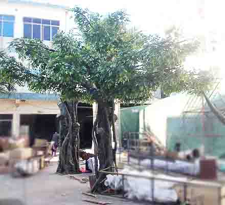 uv resistant banyan tree