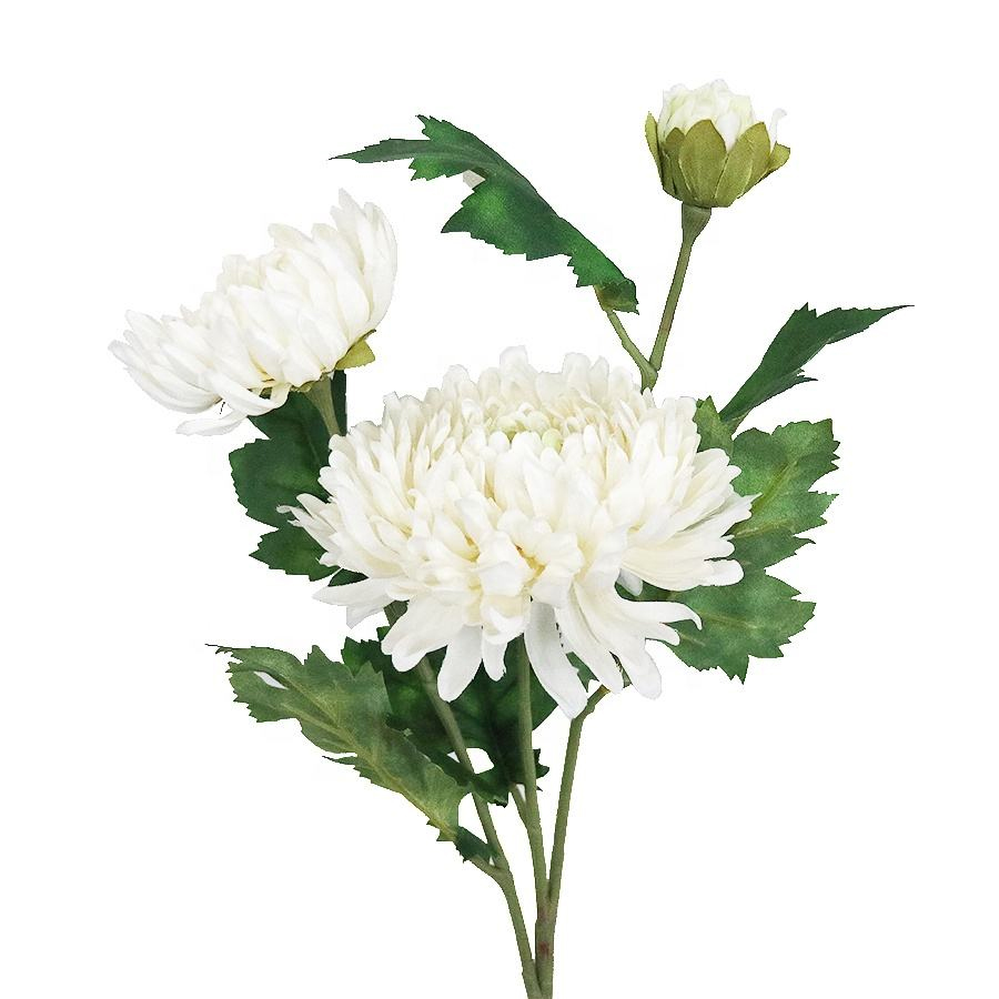 White Chrysanthemum Stems