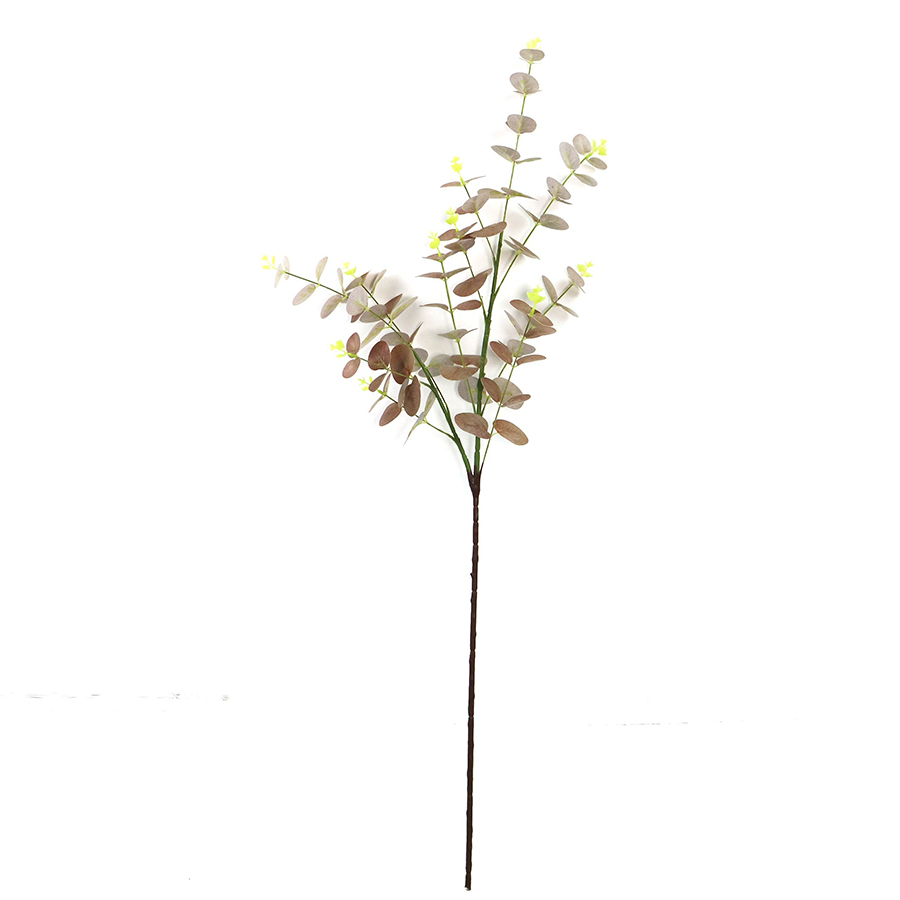 eucalyptus eucalyptus