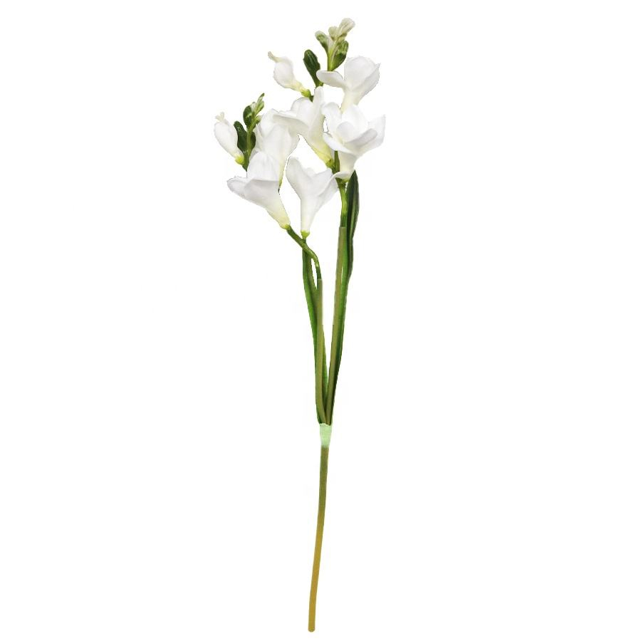 white freesia stem