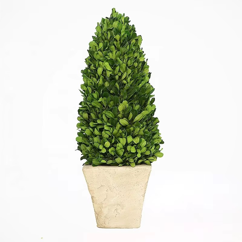 evergreen preserved plant décor