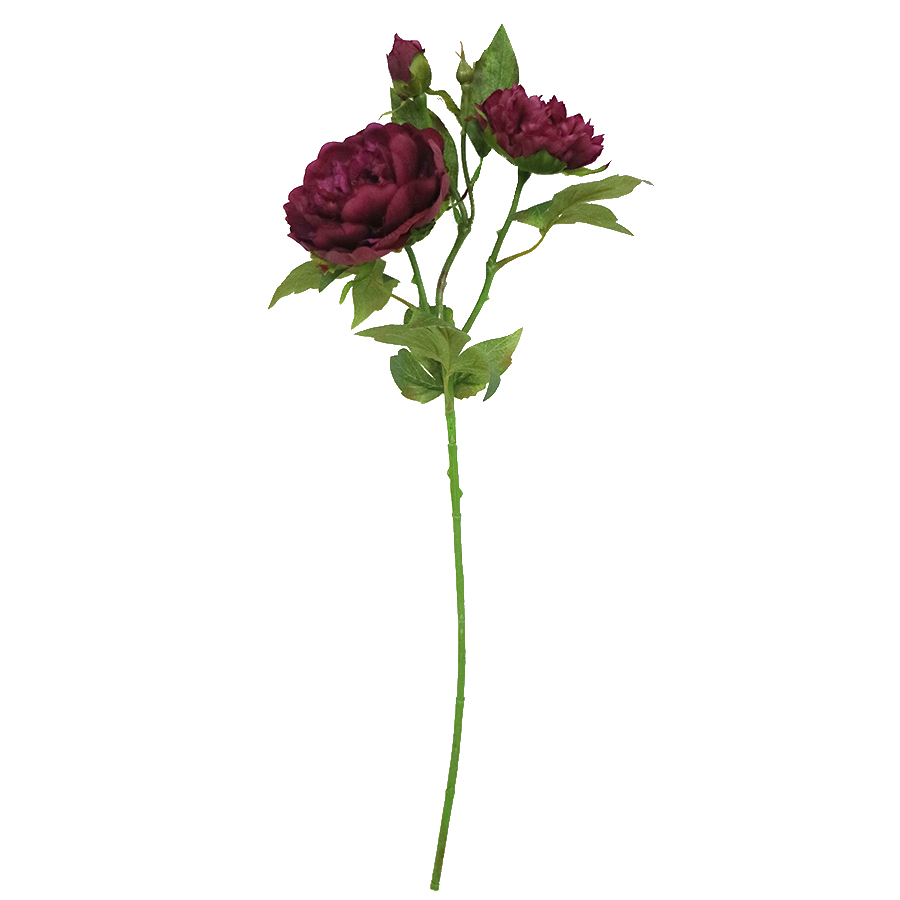 peony stems wholesale