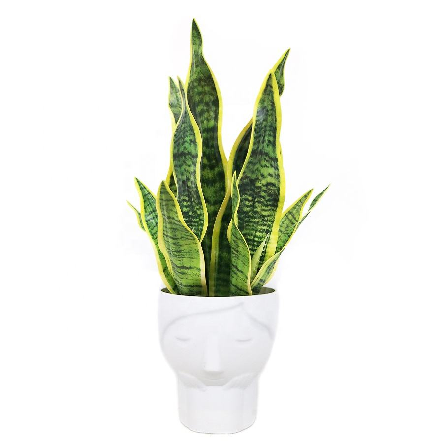 snake plant