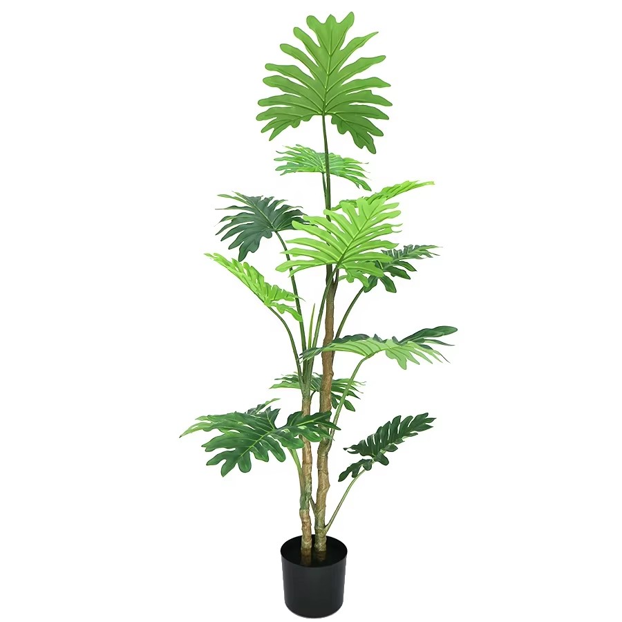 philodendron plant care