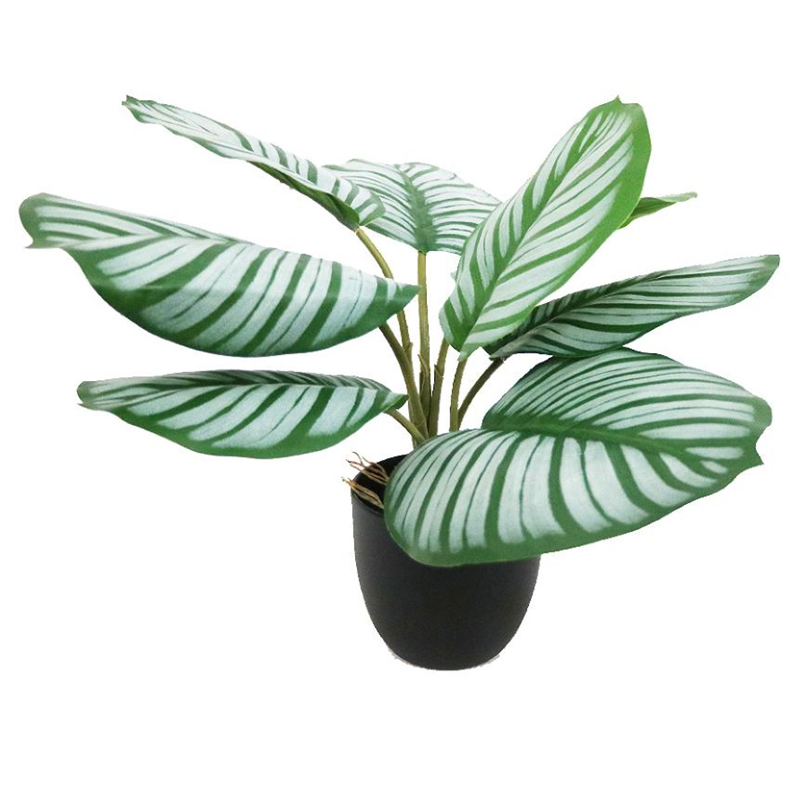 Fake Calathea plant