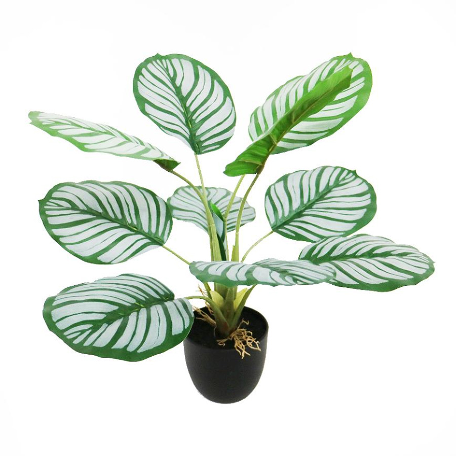 Indoor Calathea plant