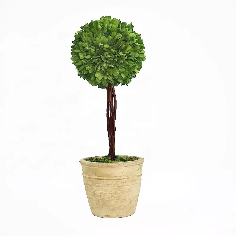 preserved boxwood ball