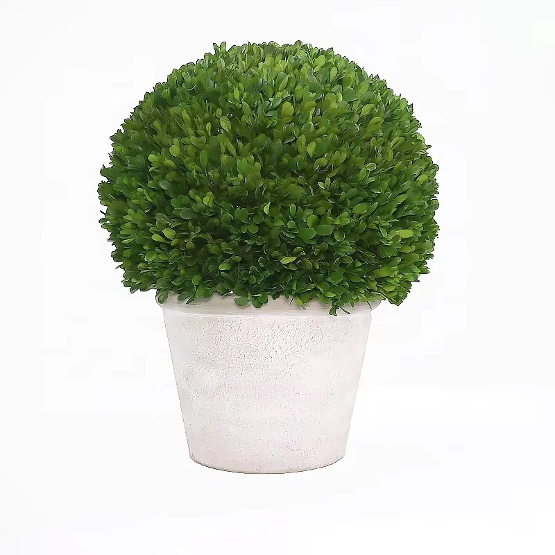 preserved boxwood ball