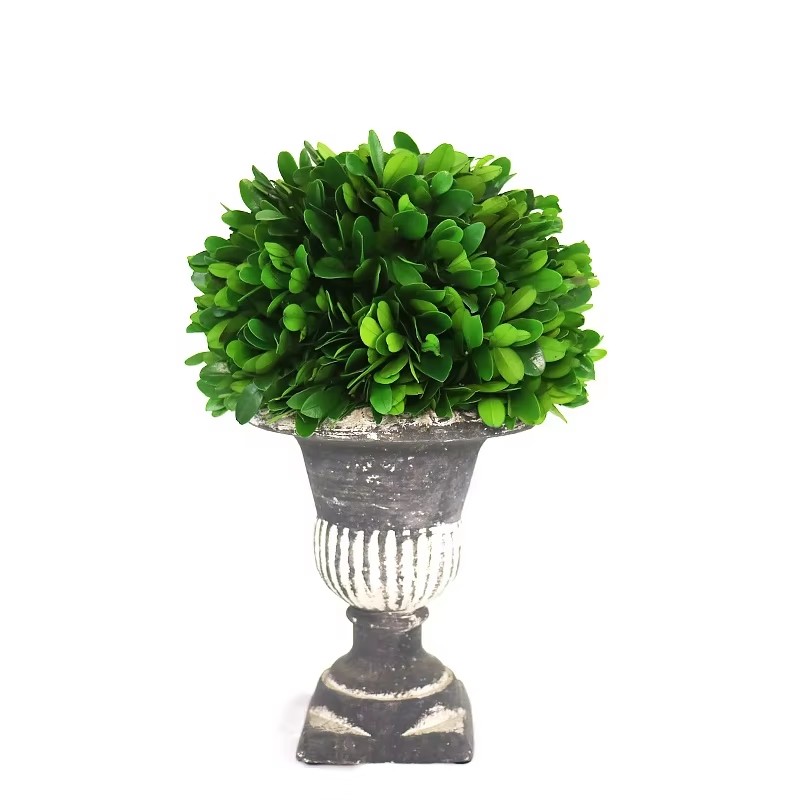 preserved boxwood ball