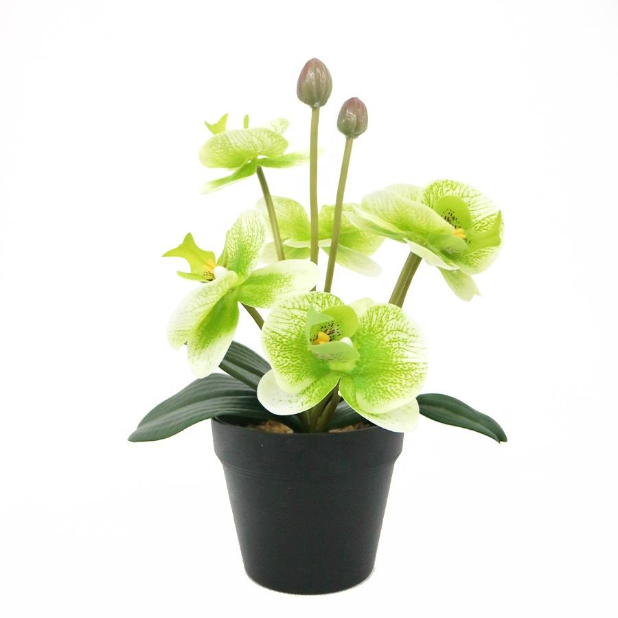 indoor orchid plant