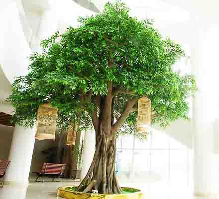 Commercial Artificial Trees for Indoor Spaces: Everything You Need to Know About Realistic and Safe Indoor Greenery