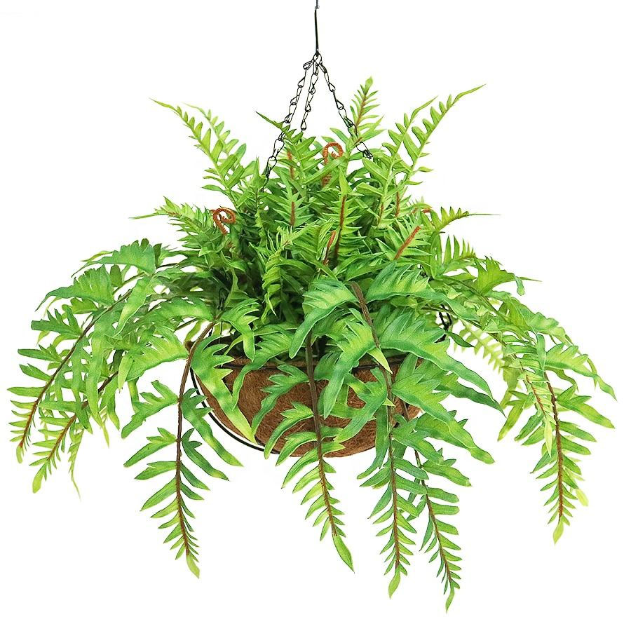 hanging fern hanging fern