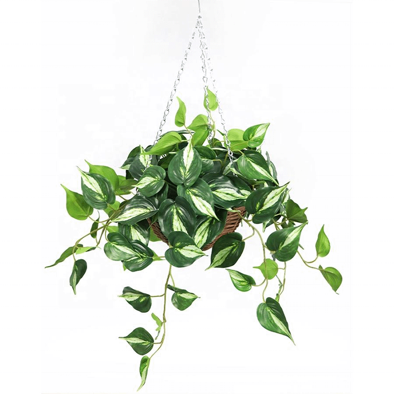 variegated hanging variegated hanging