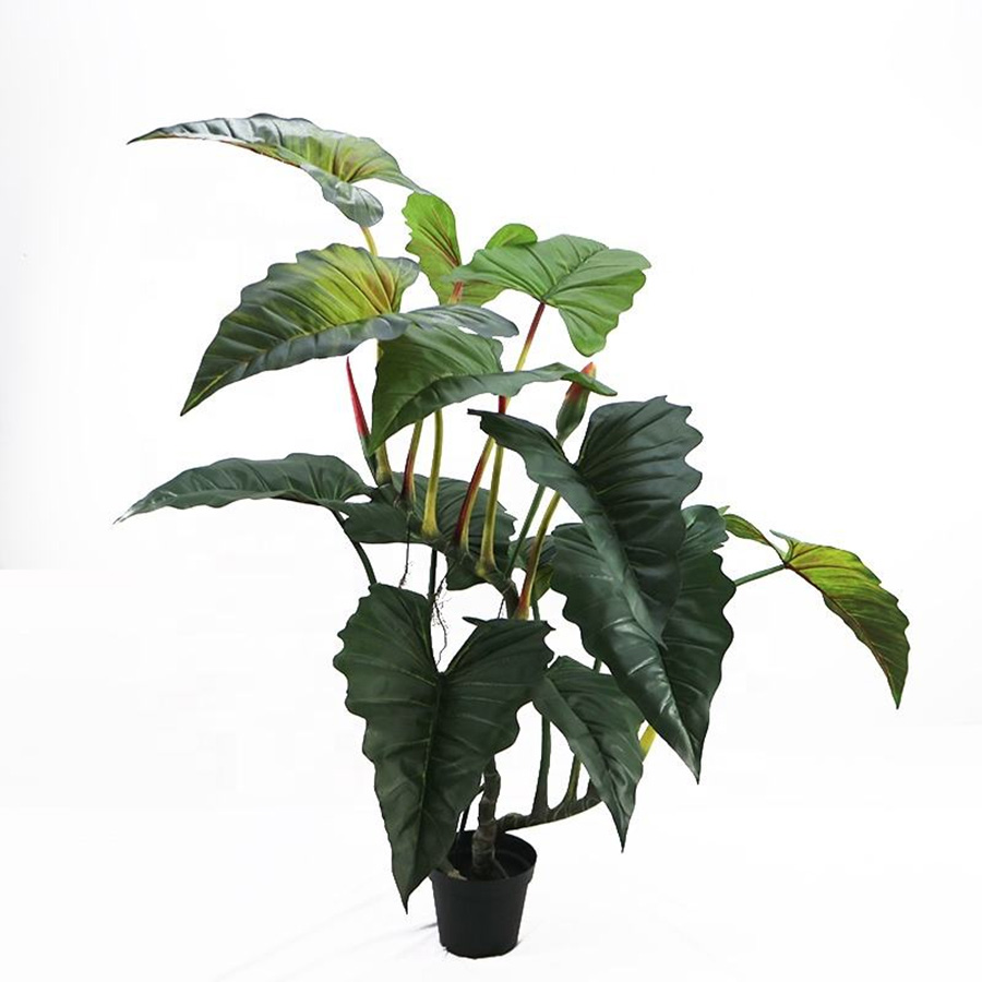 Colocasia Tree Wholesale