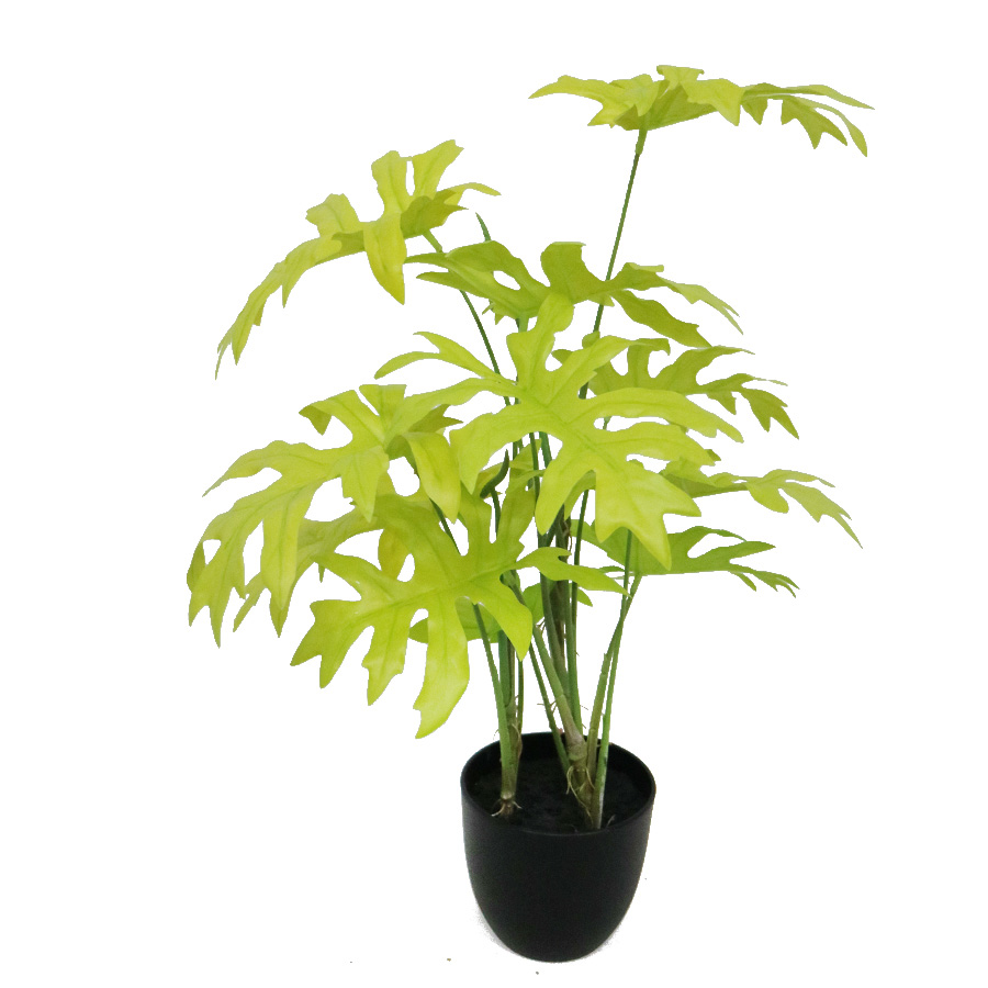 philodendron plant