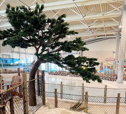 pine tree tree