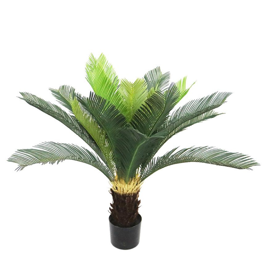 cycas tree cycas tree