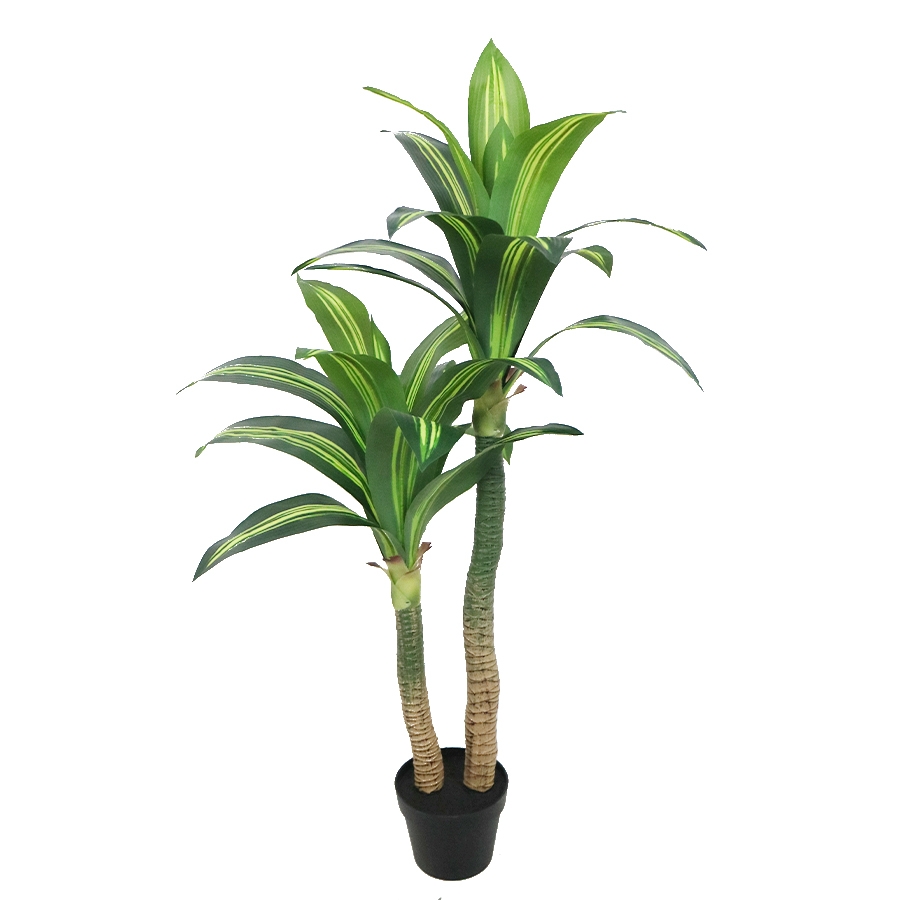 dracaena tree