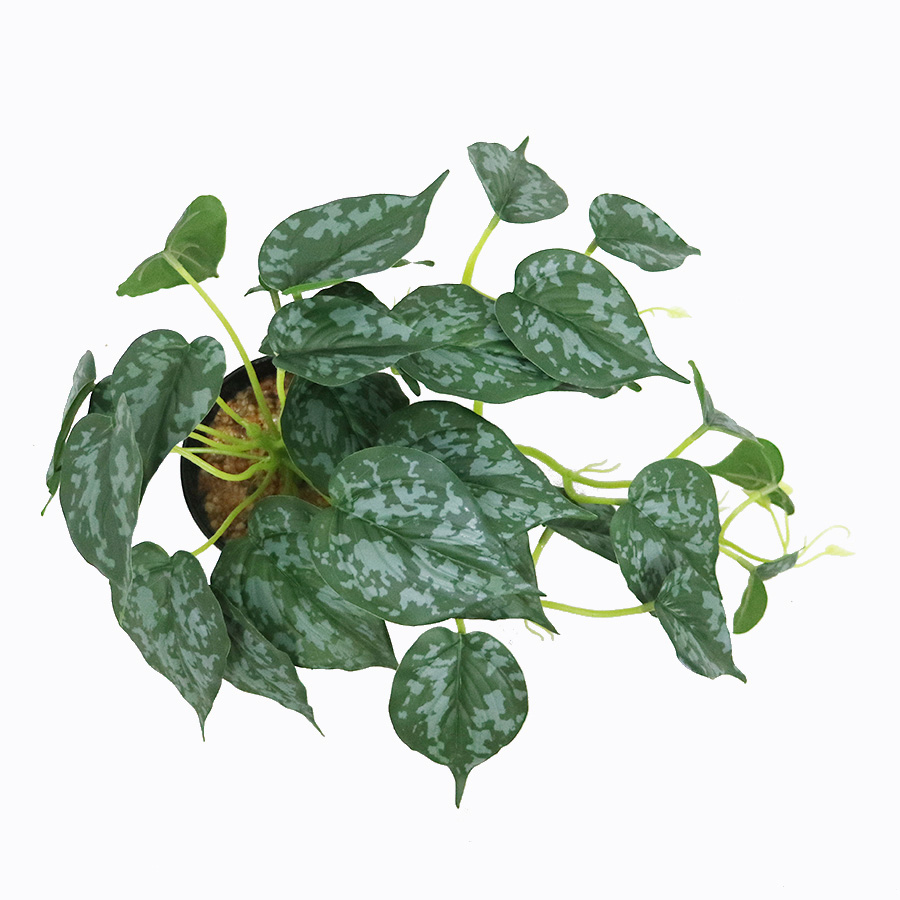 decorative plant