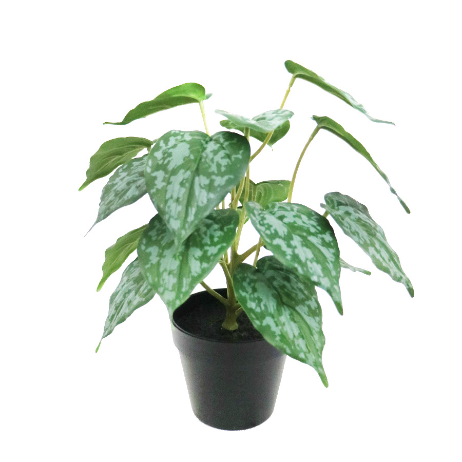 wholesale plant bonsai