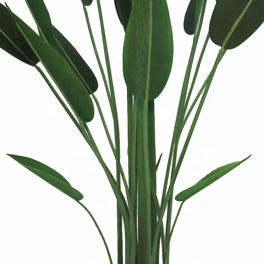 canna tree