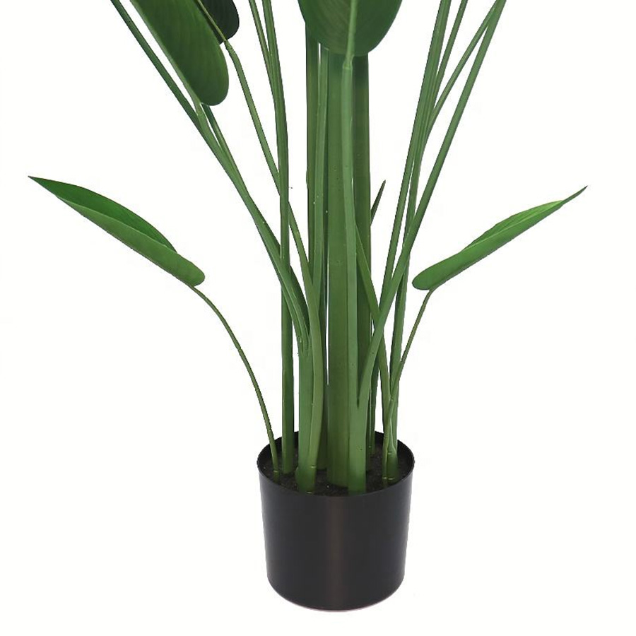 potted canna tree