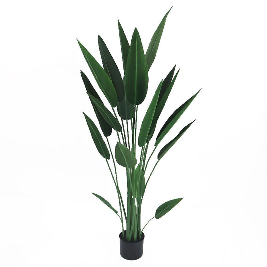 140cm canna tree