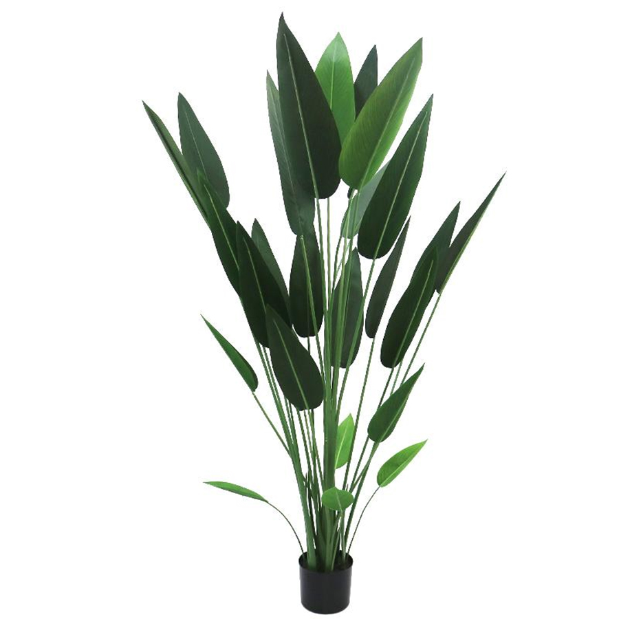180cm canna tree