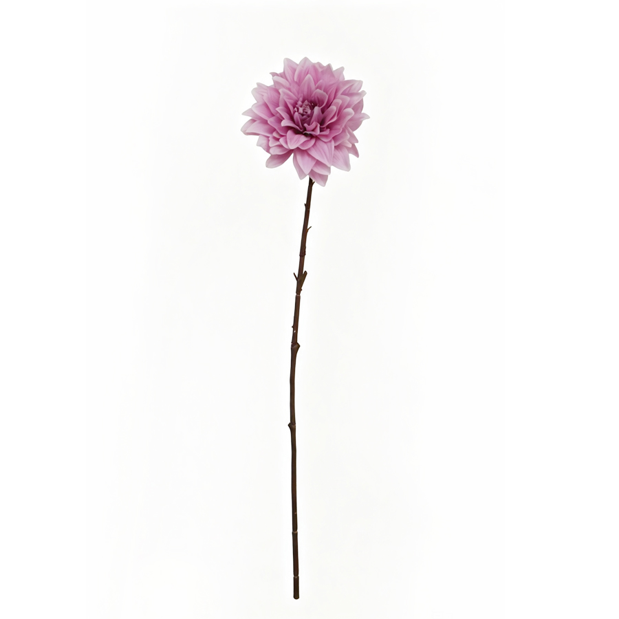 decorative dahlia flowers