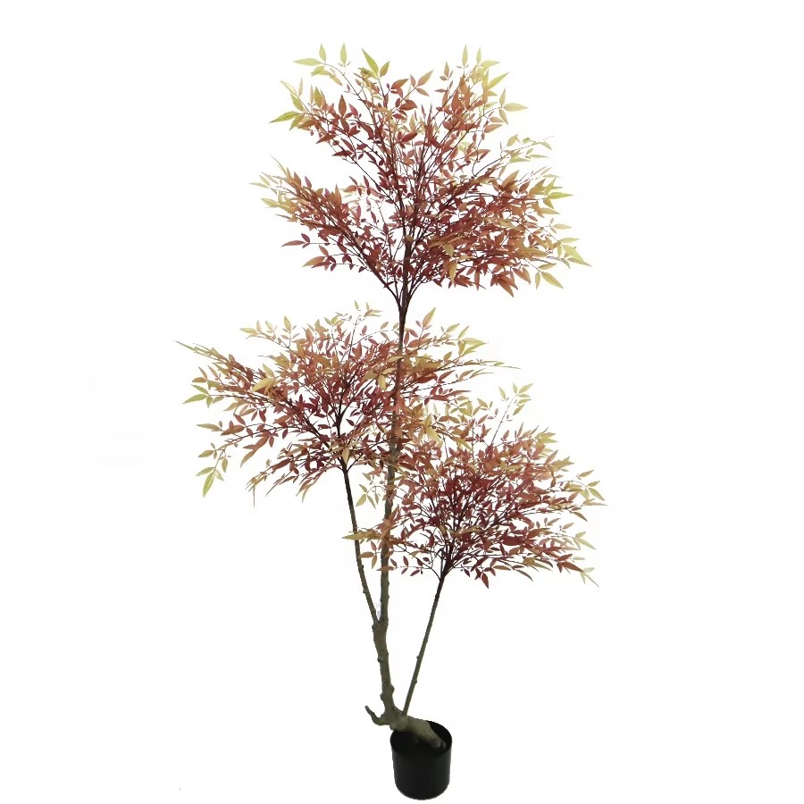 nandina dwarf