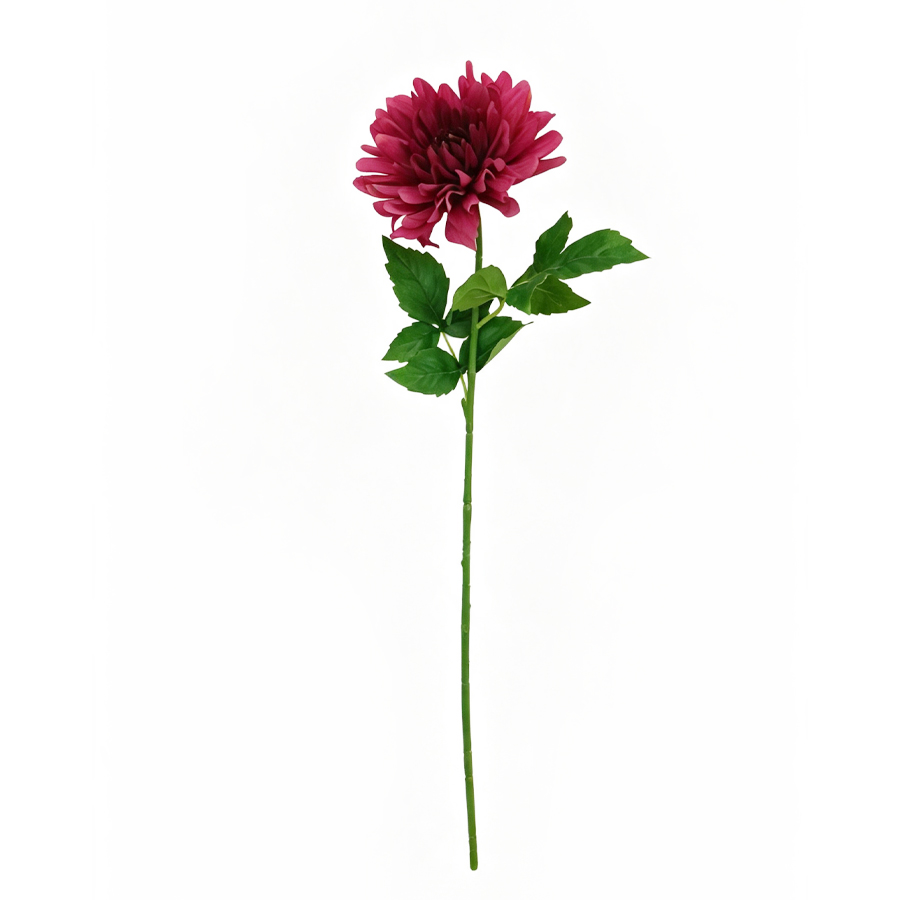 pink dahlia flower