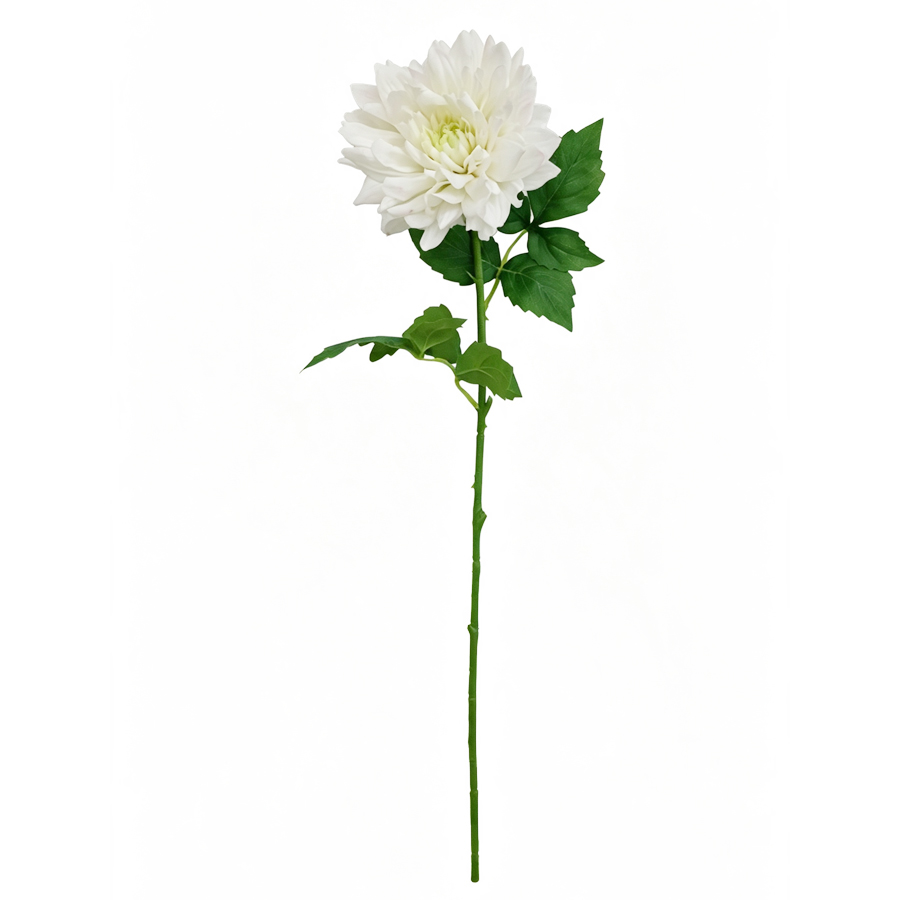 white dahlia flower