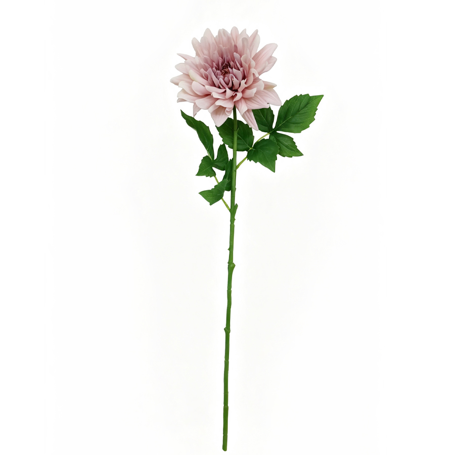 Dahlia Flower Stem