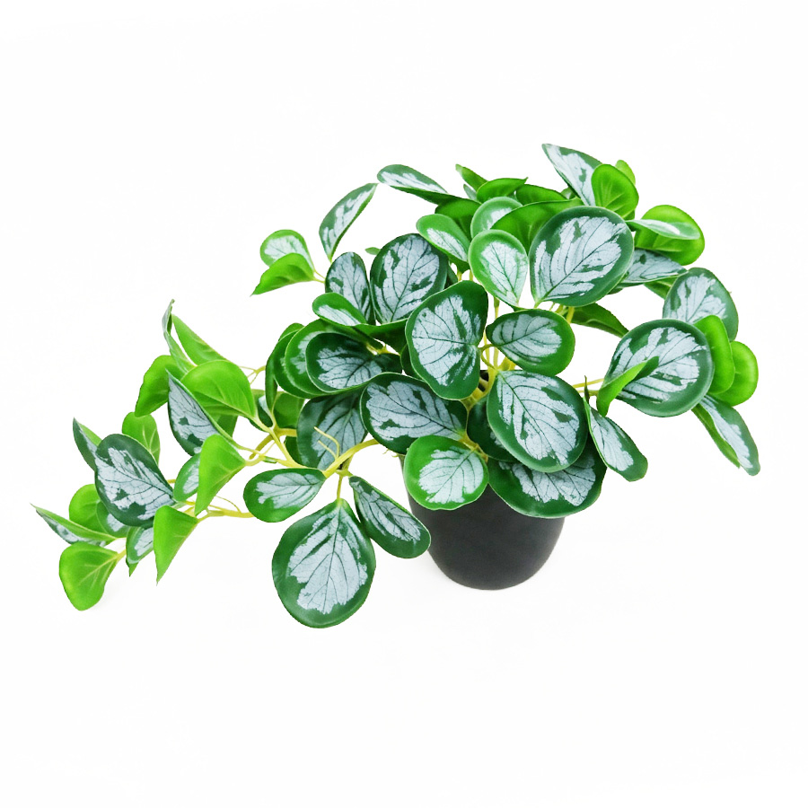peperomia plant