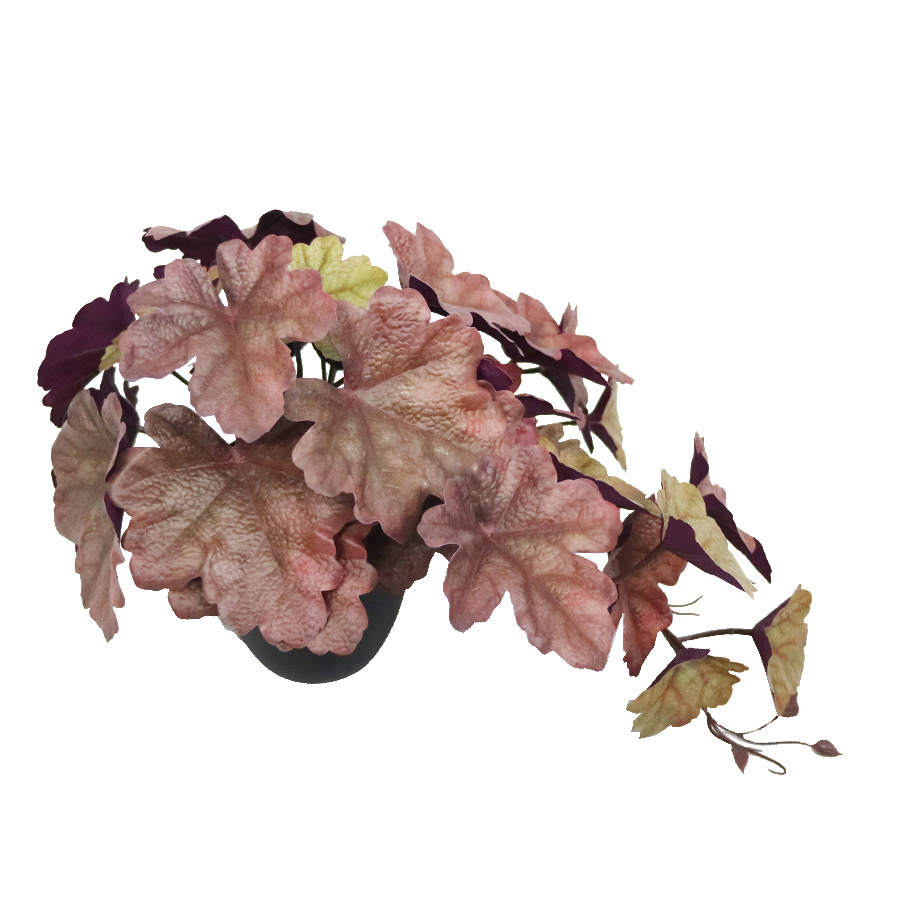 red geranium Plant