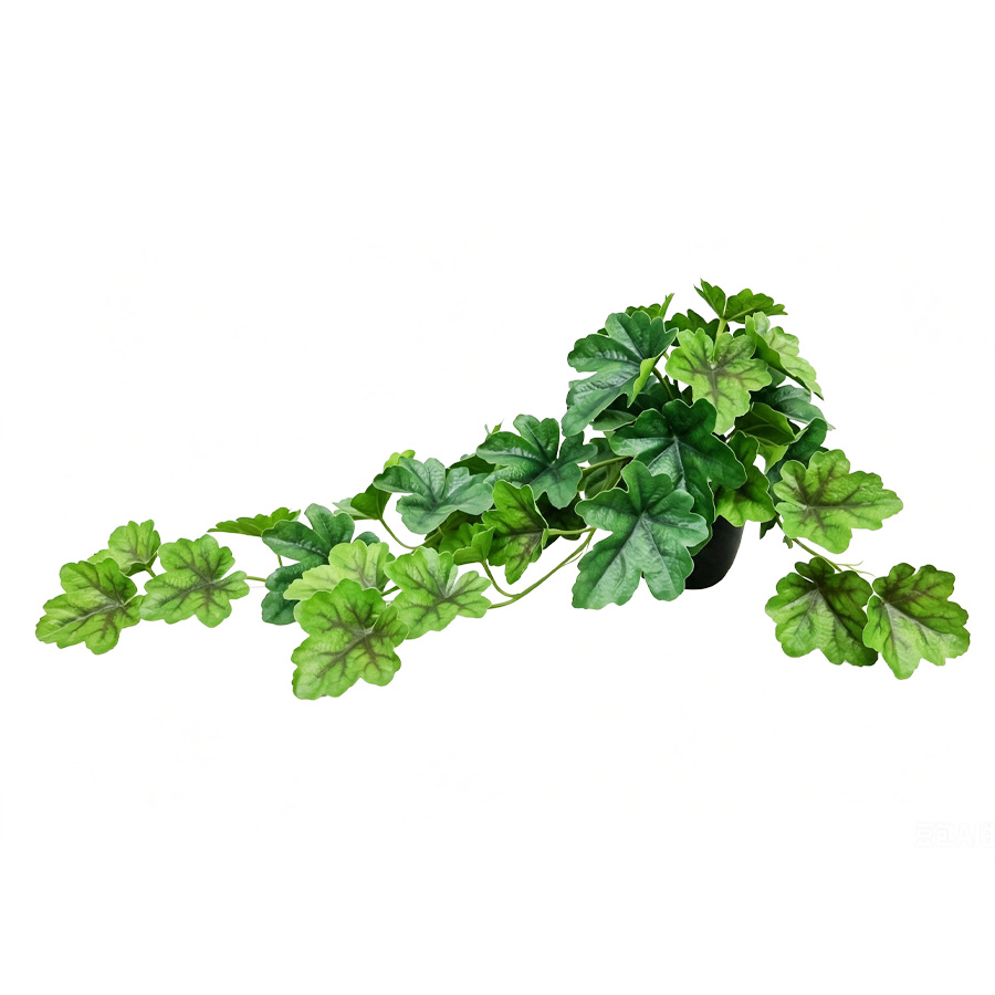 green geranium Plant