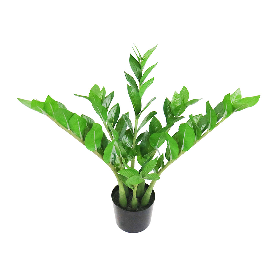 zamiifolia bonsai