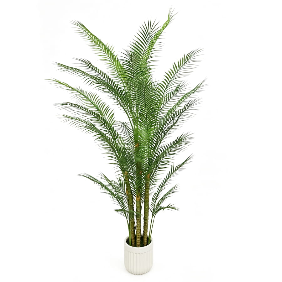 areca palm