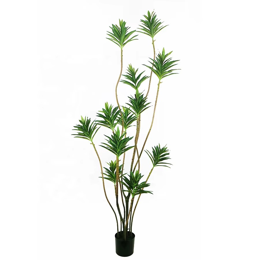 dracaena marginata tree