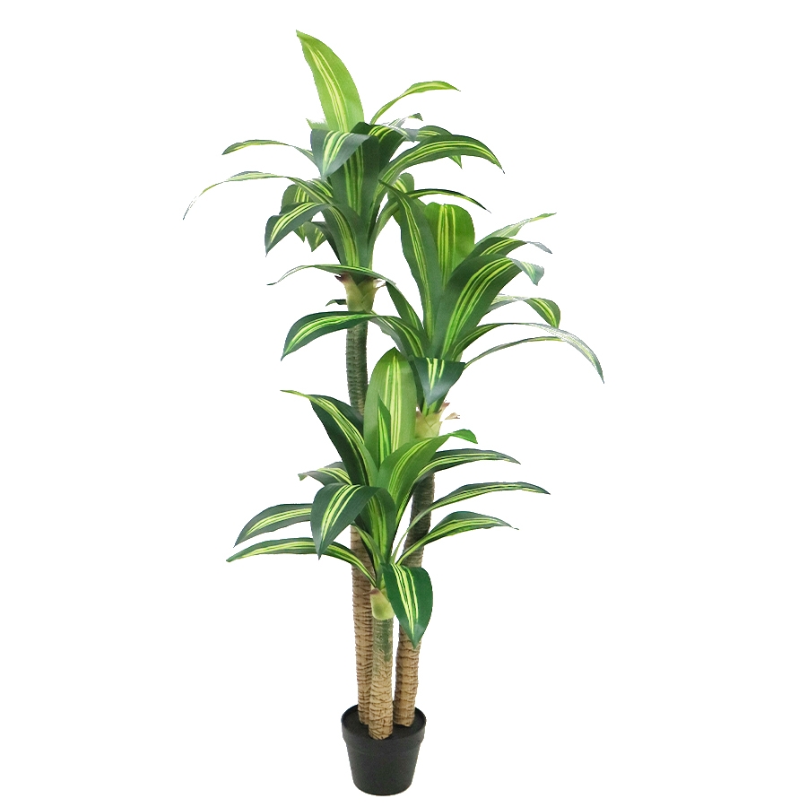 dracaena marginata tree
